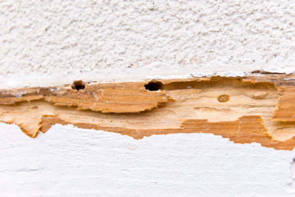 4 Signs of a Termite Infestation | National Exterminating